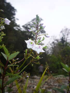 Sivun Veronica catarractae G. Forst. kuva