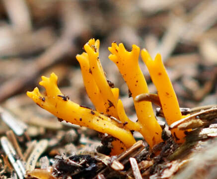 Image of Calocera viscosa (Pers.) Fr. 1821