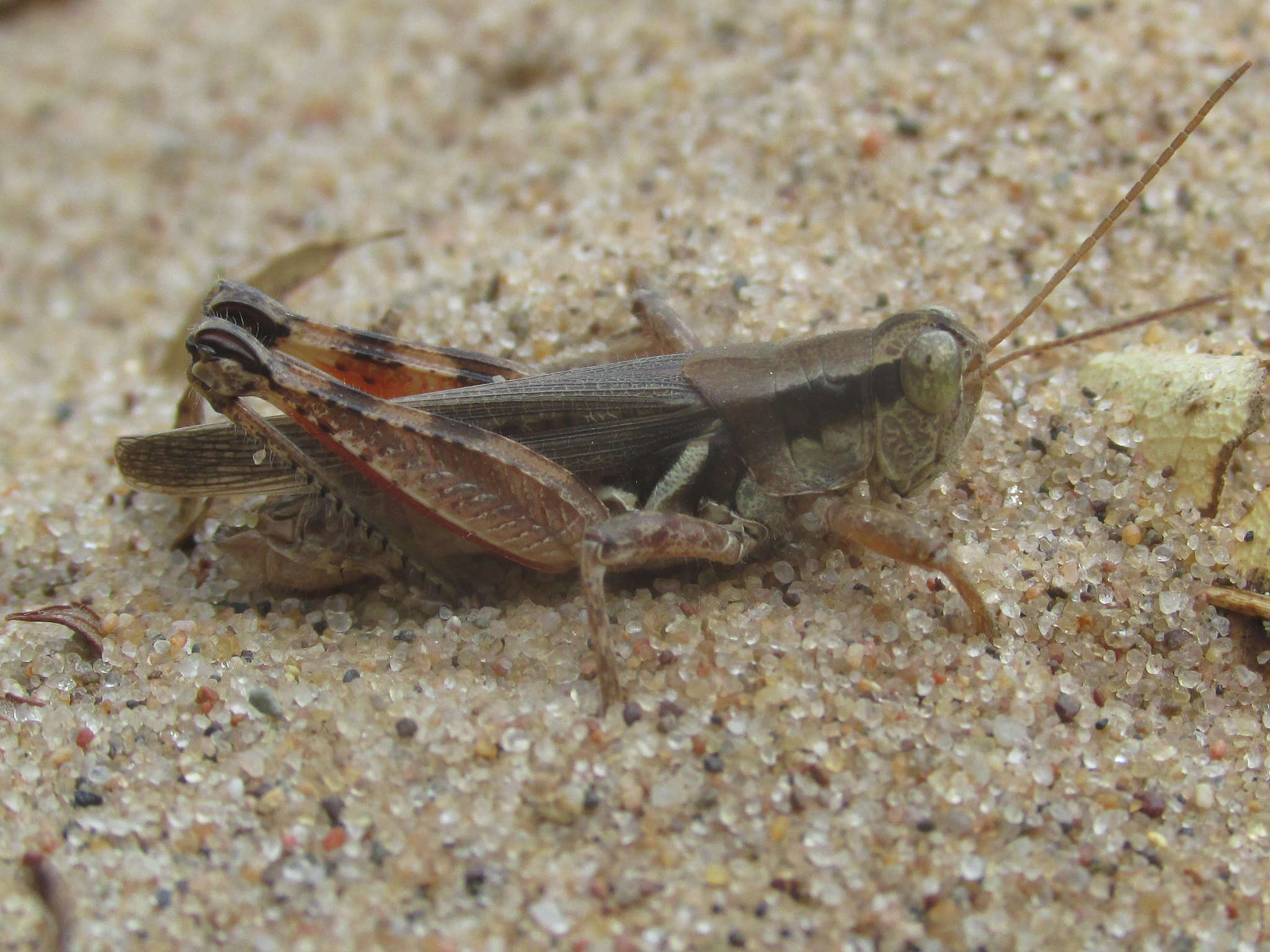 Слика од Melanoplus foedus fluviatilis Bruner & L. 1897