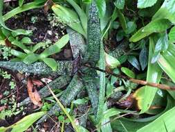 Image of Gasteria batesiana G. D. Rowley