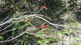 Plancia ëd Gladiolus cunonius (L.) Gaertn.