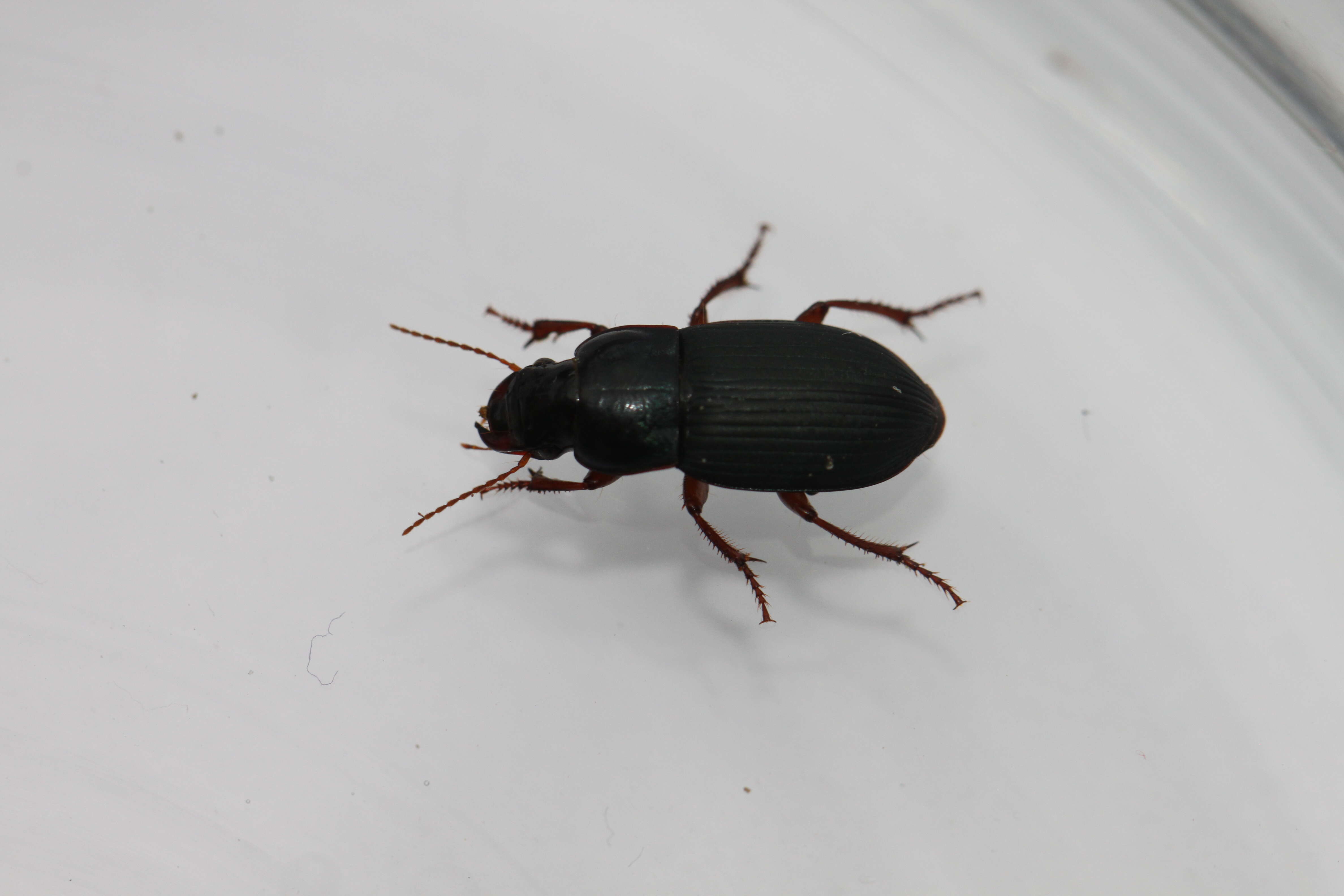 Image of Carabidae