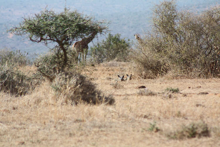 Image of reticulated giraffe