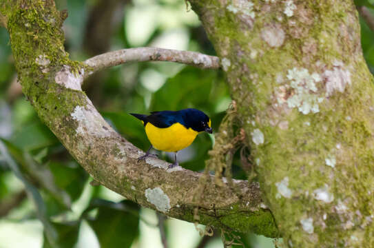 Image of Yellow-throated Euphonia