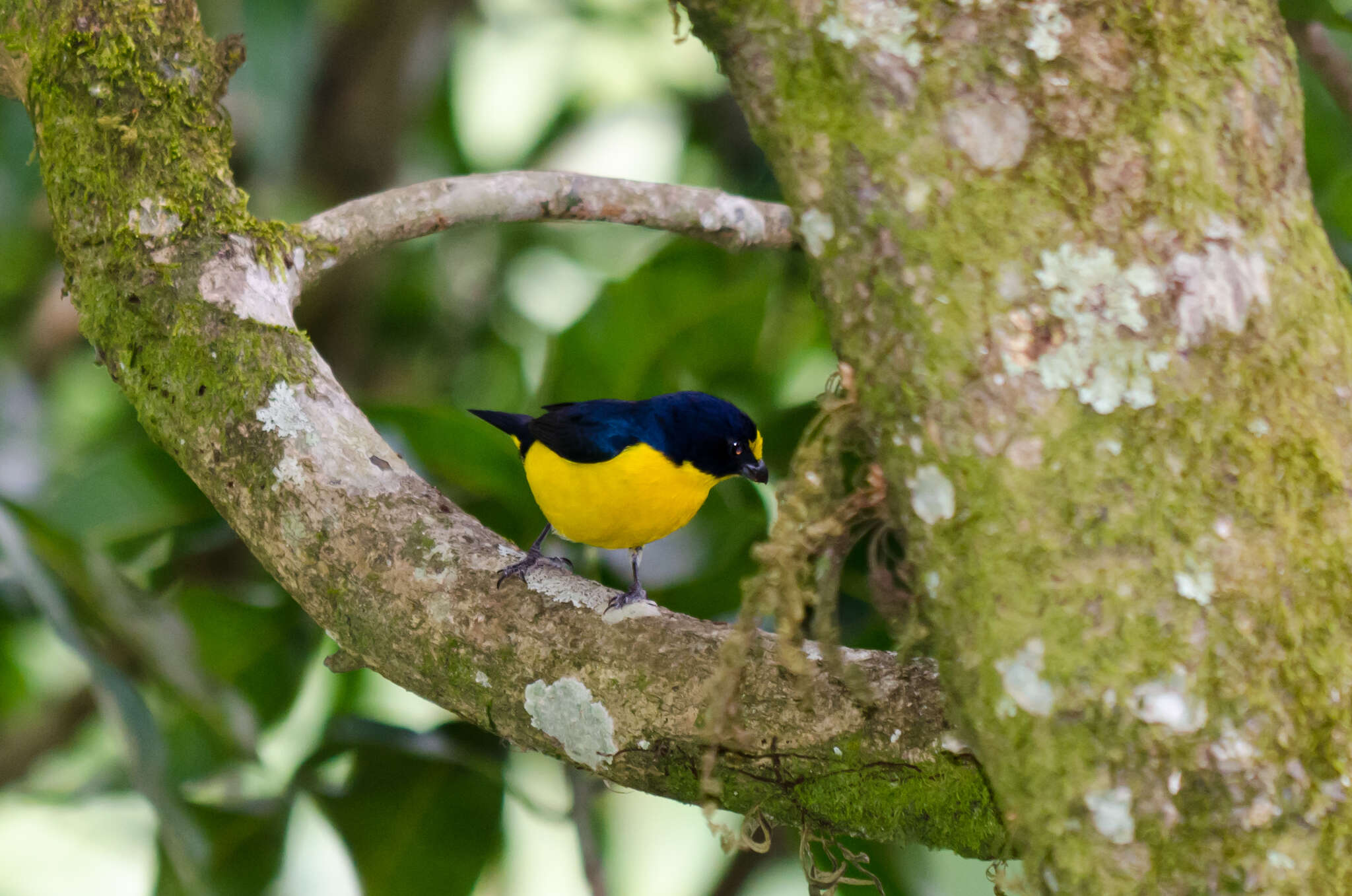 Image of Yellow-throated Euphonia