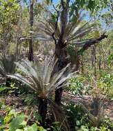 Image of Cycad