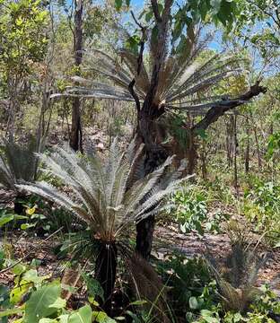 Image de Cycas calcicola Maconochie