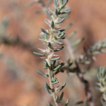 Image de Sclerolaena lanicuspis (F. Müll.) F. Müll. ex Benth.