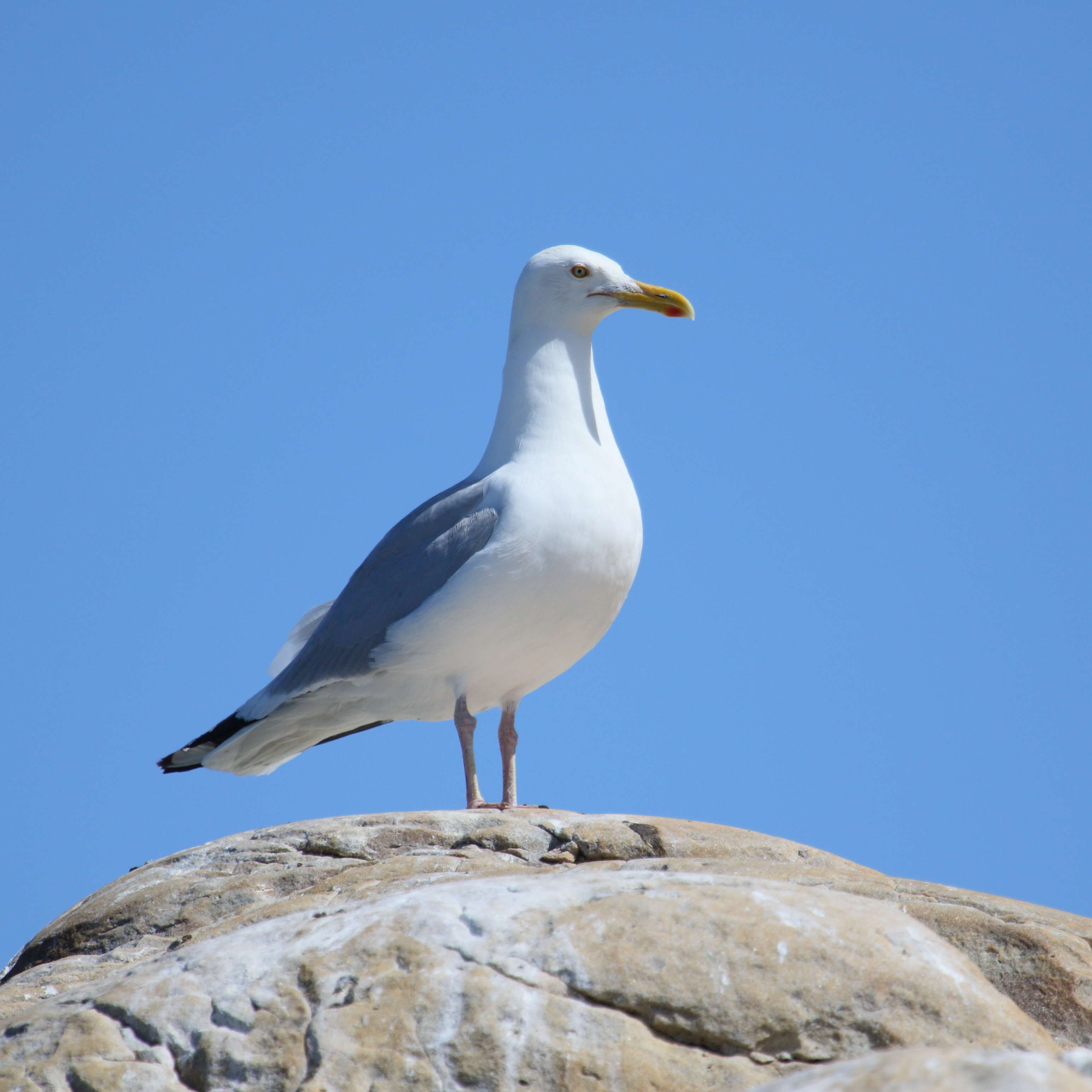 Image of American Herring Gull