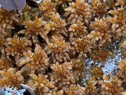 Imagem de Sphagnum flavicomans Warnstorf 1911