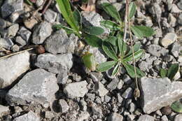 Image of Green shield bug