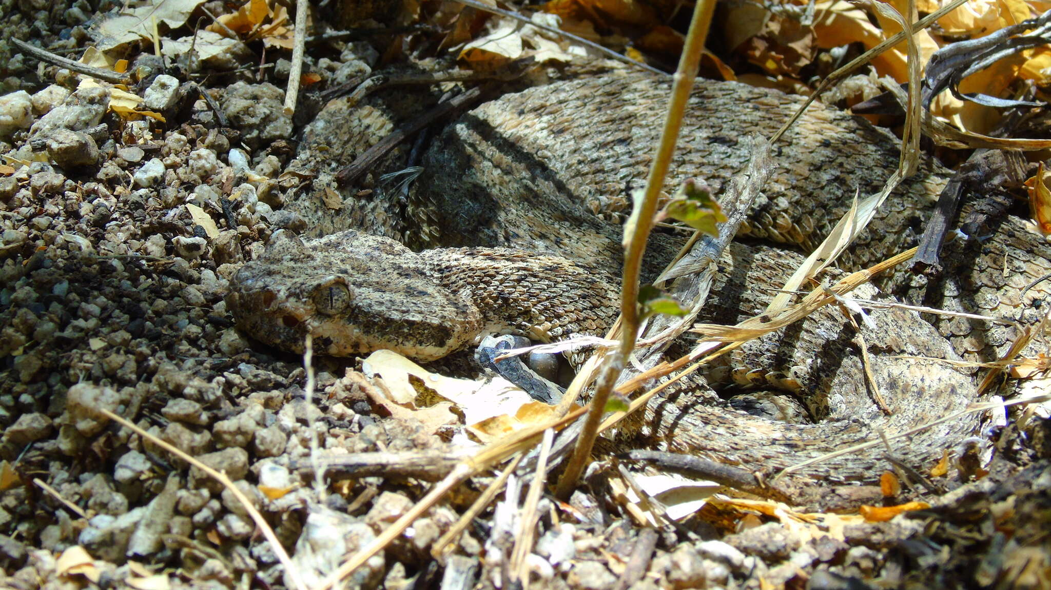 صورة Crotalus mitchellii (Cope 1861)