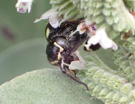 Myzinum maculatum (Fabricius 1793) resmi