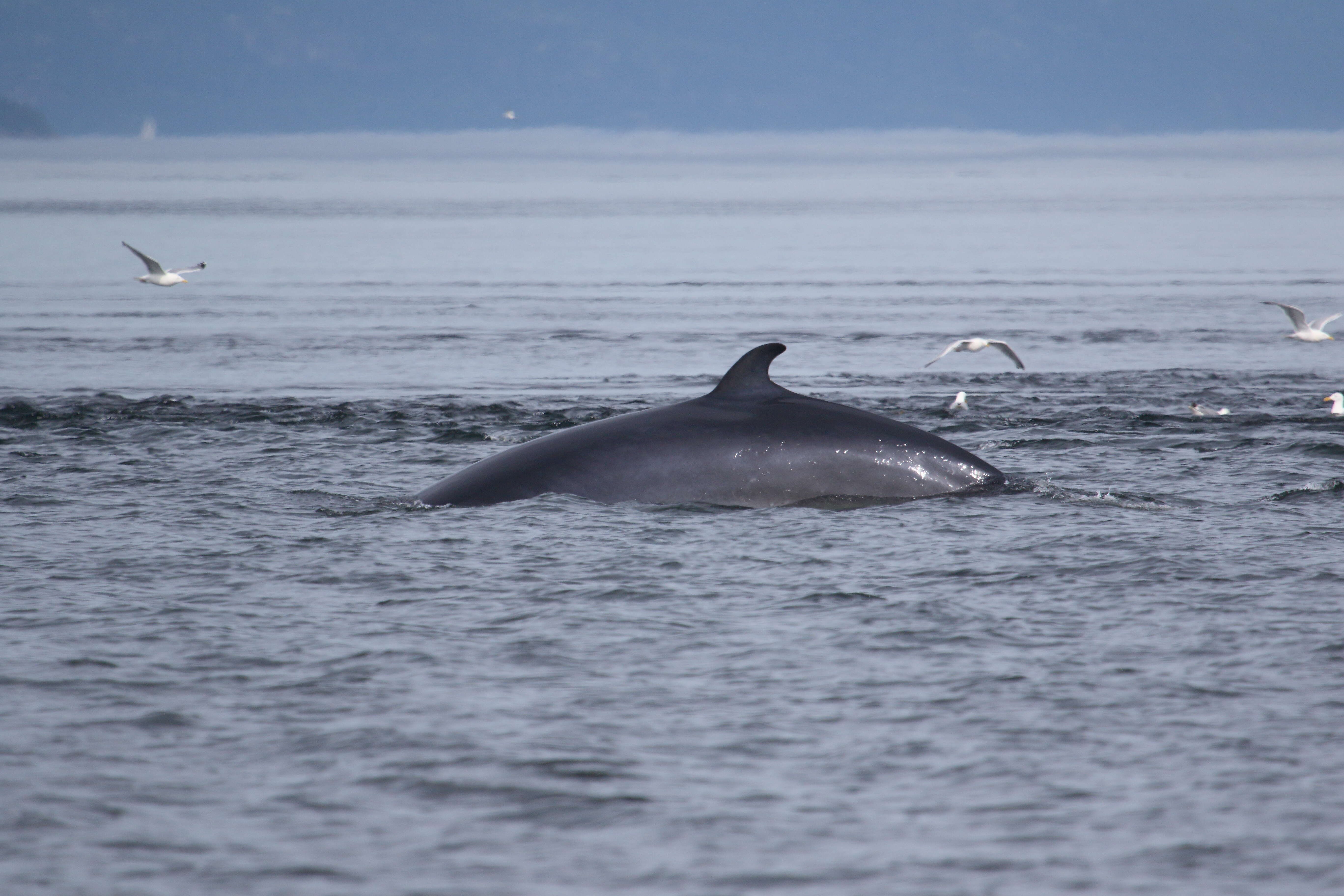 Image of Common Minke Whale