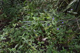 Imagem de Ruellia longepetiolata (Oerst.) Hemsl.