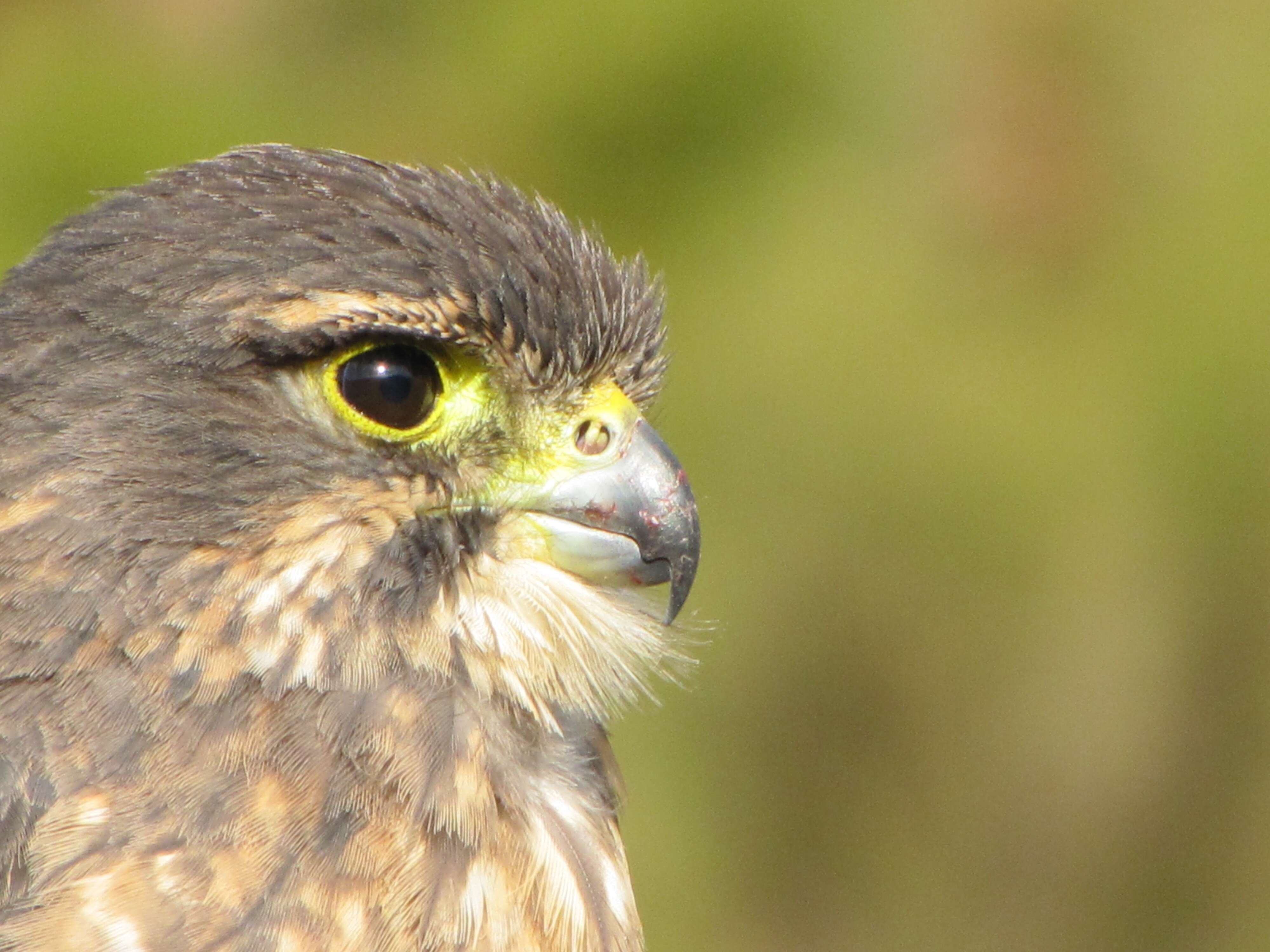 Image of New Zealand Falcon