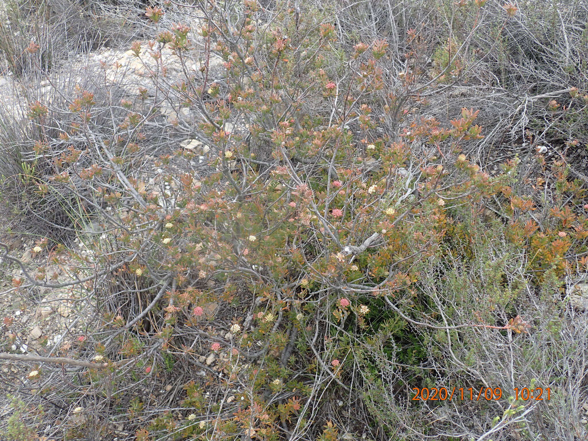 Image of Leucospermum royenifolium (Salisb. ex Knight) Stapf