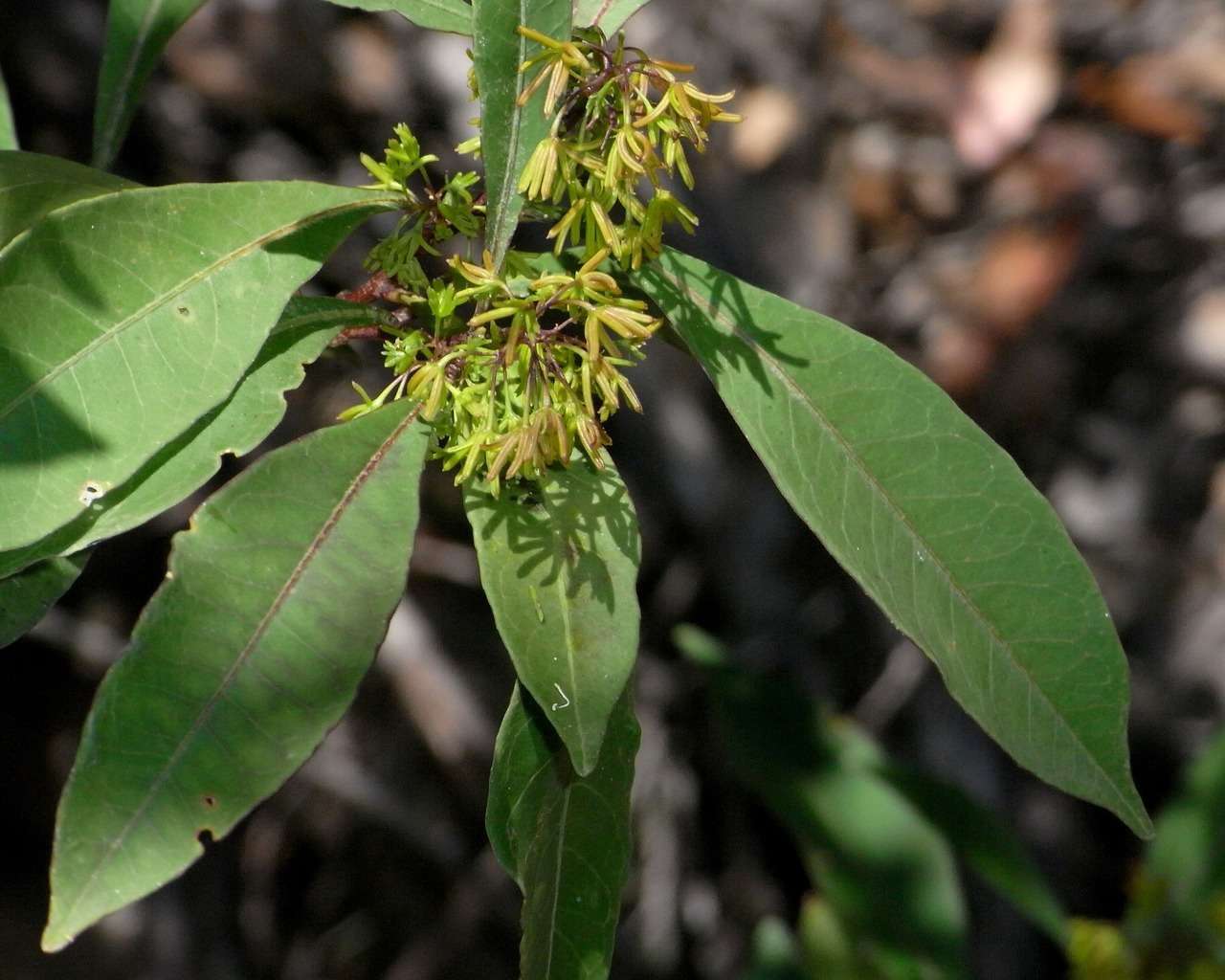 Image of Dodonaea triquetra Wendl.