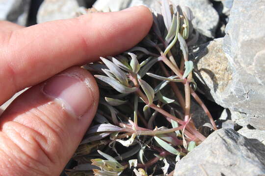 Image of Stellaria roughii Hook. fil.