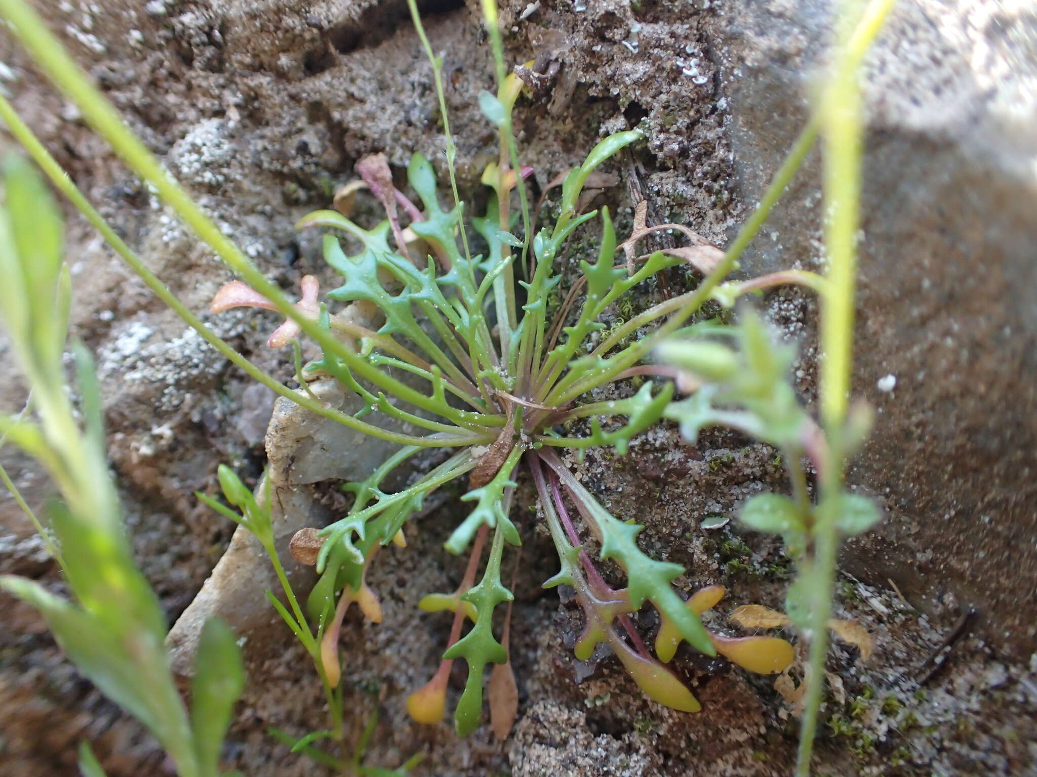 Imagem de Teesdalia coronopifolia (Bergeret ex Steud.) Thell.