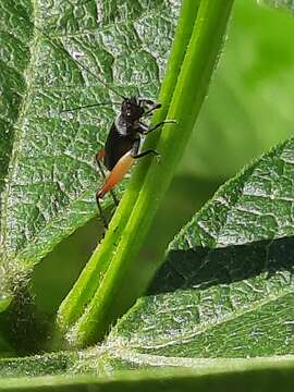 Слика од Trigonidium (Trigonidium) cicindeloides Rambur 1838