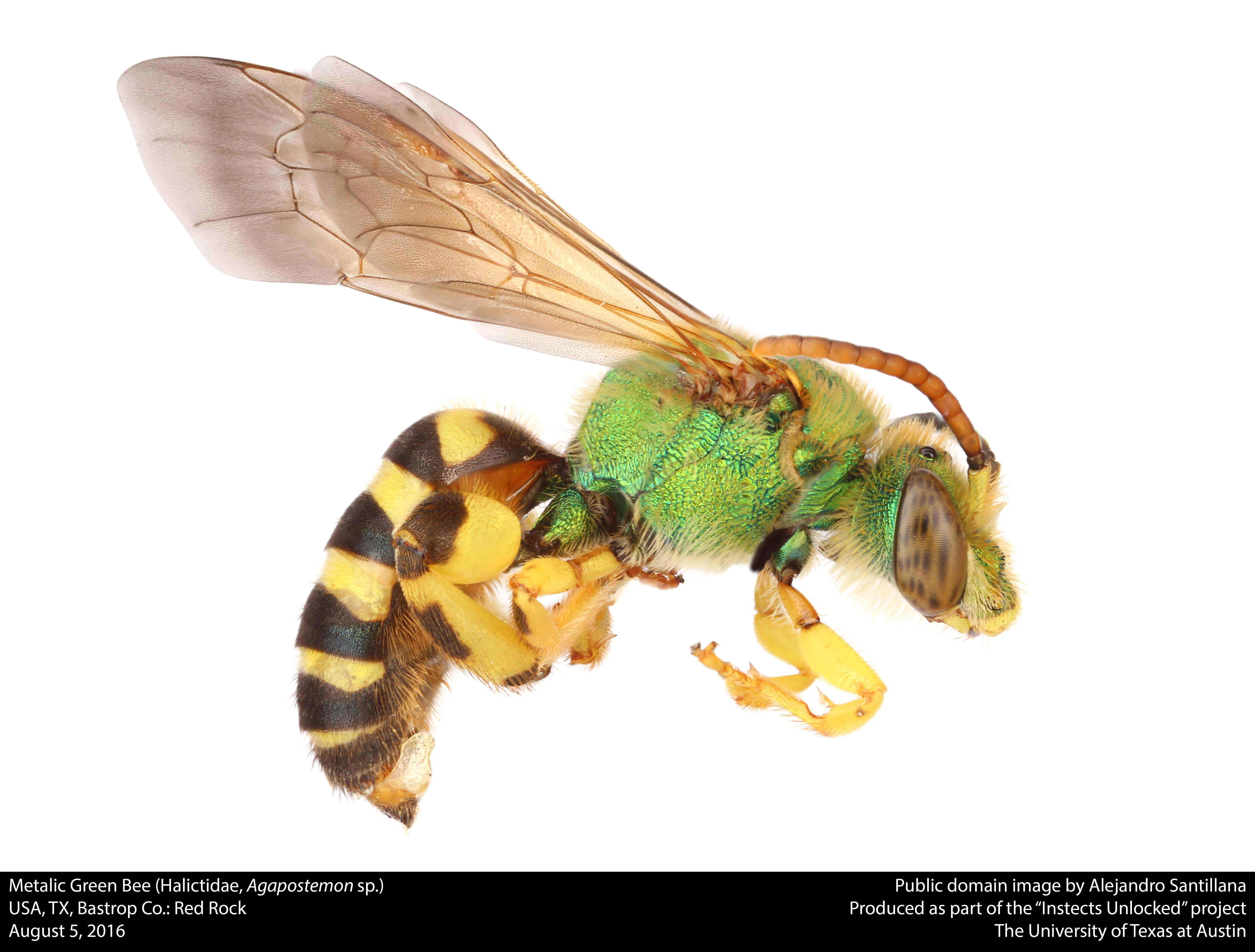 Image of Metallic Green Bees