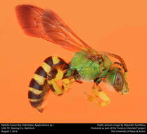 Image of Metallic Green Bees