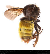 Image of Bumblebees