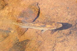 Image of Speckled killifish