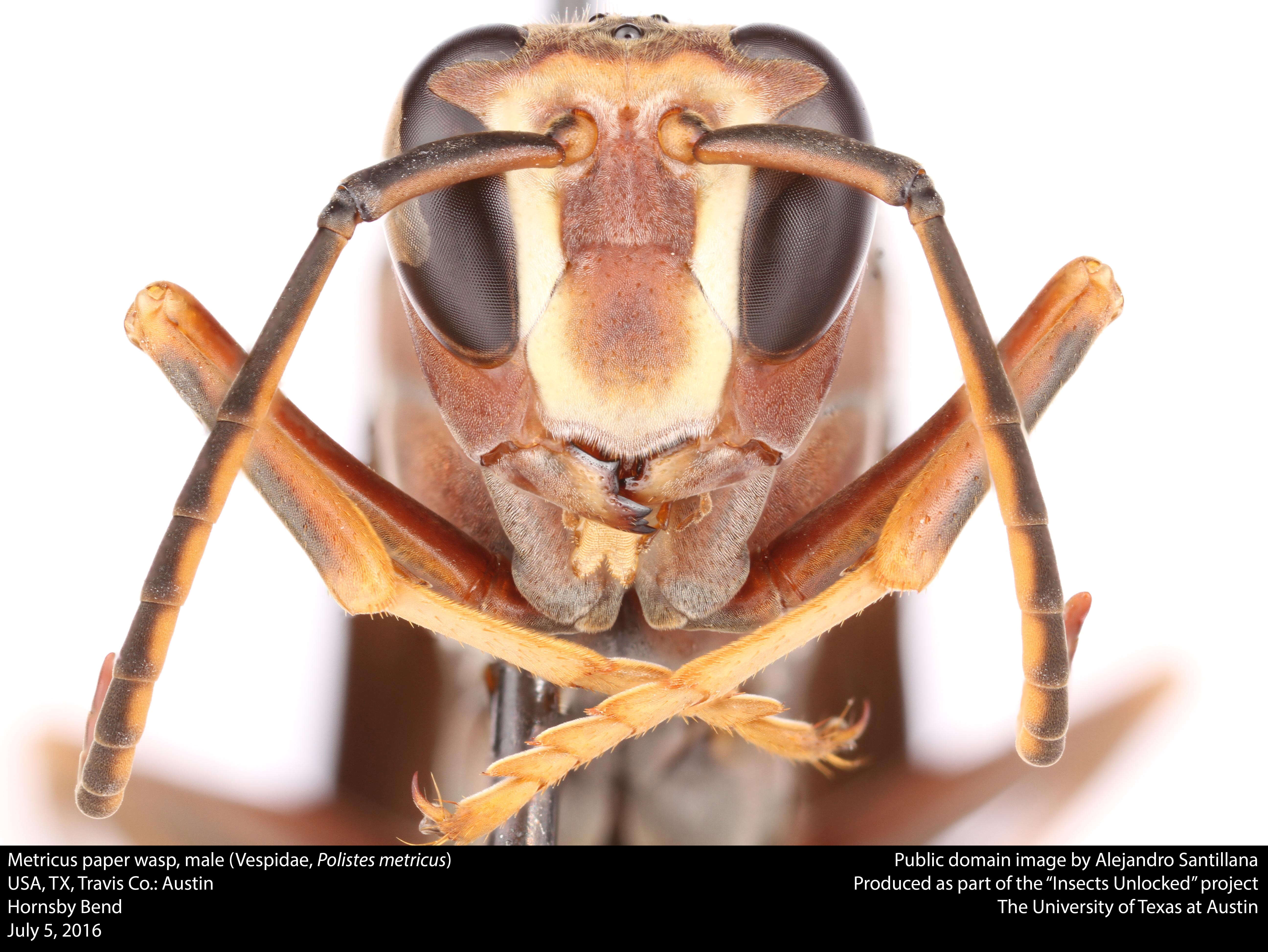 Image of Polistes metricus Say 1831