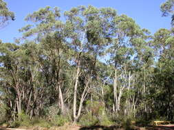 Sivun Eucalyptus piperita Sm. kuva