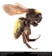 Image of Bumblebees