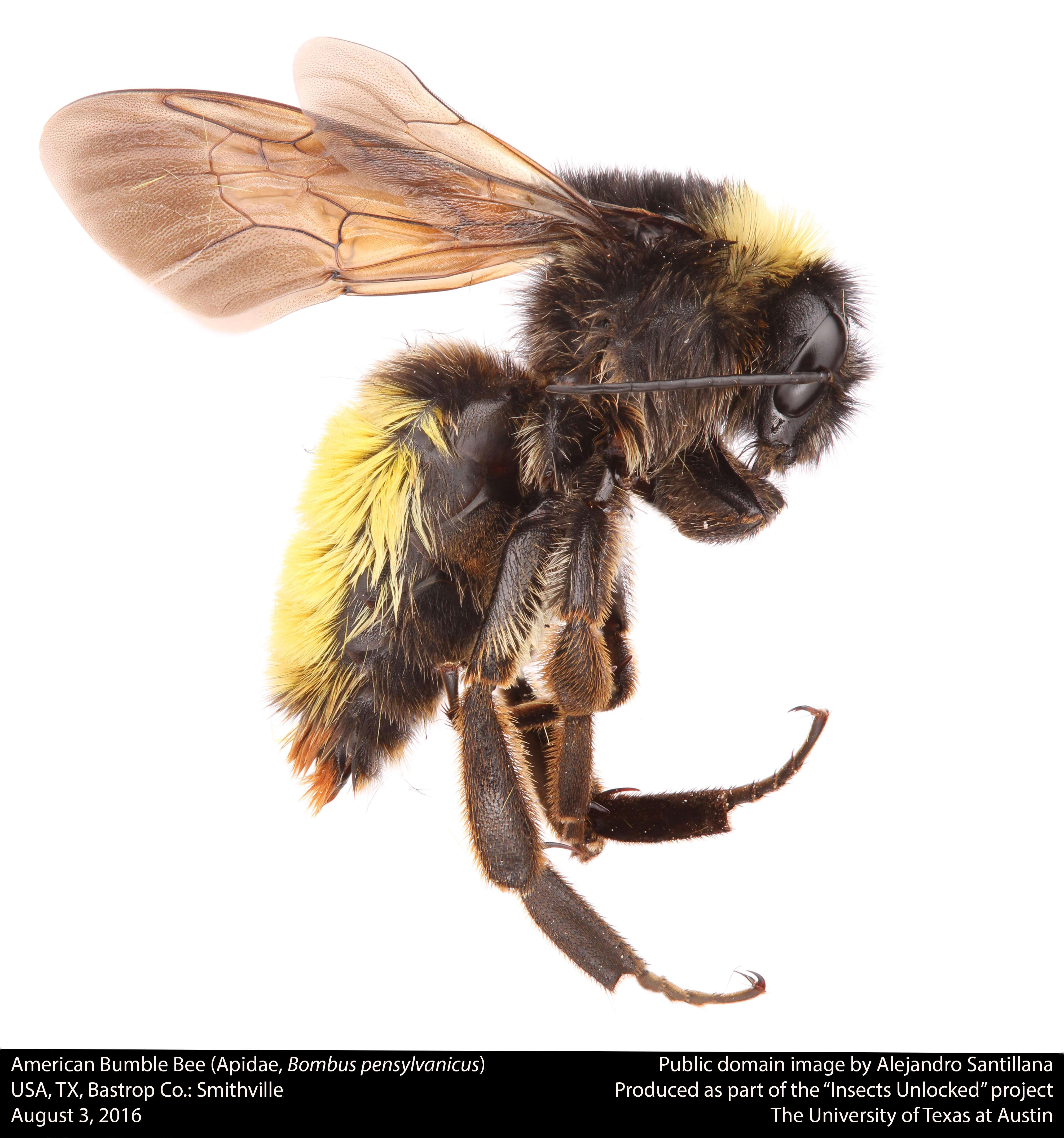 Image of Bumblebees