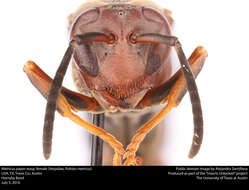 Image of Polistes metricus Say 1831