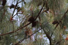 Image of Lawson's Pine