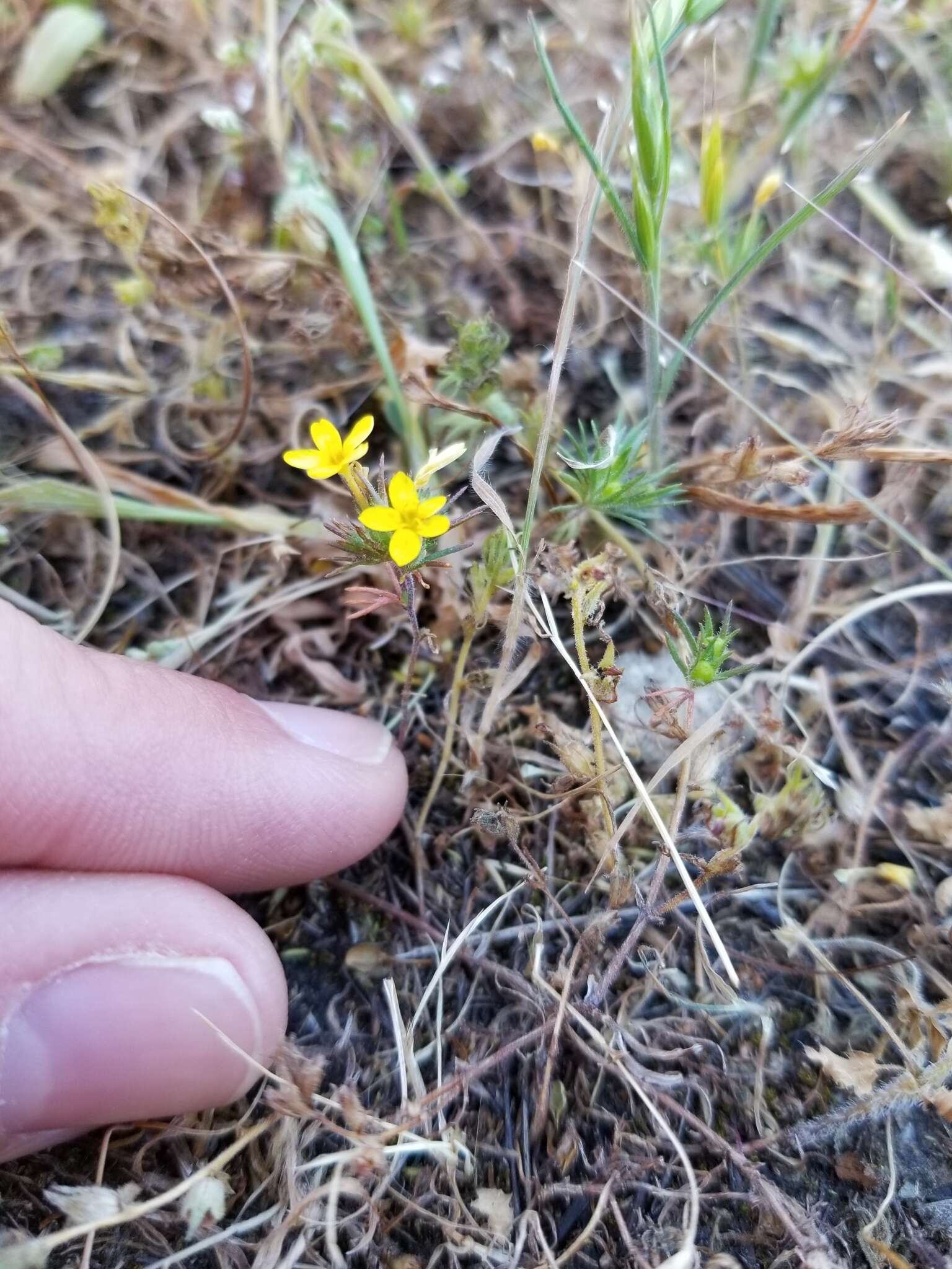 Image of bristly linanthus