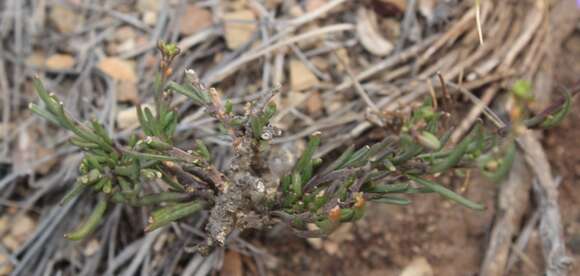 Image of Heliophila suavissima Burch. ex DC.