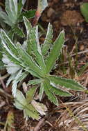 Image of woolly cinquefoil