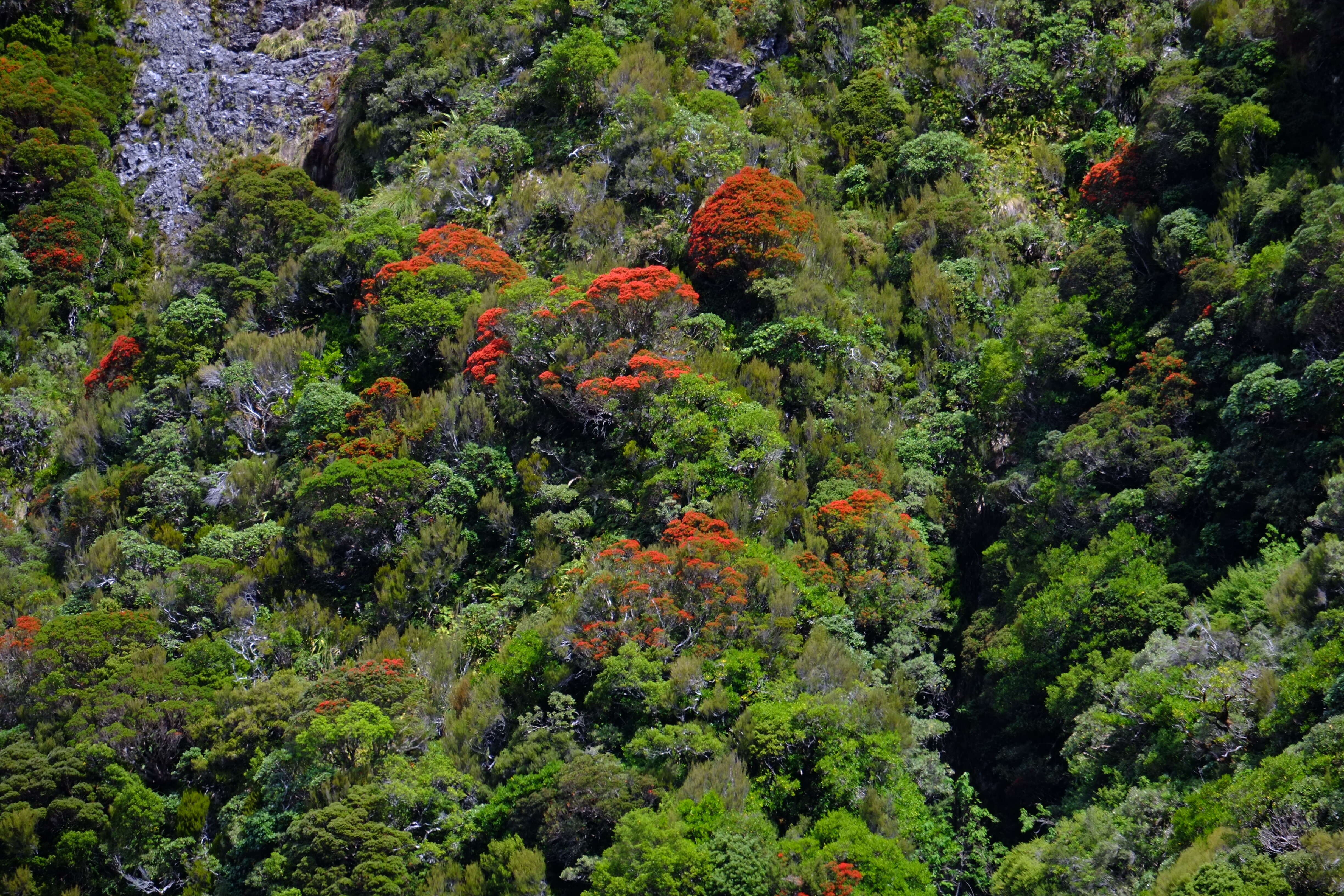 Imagem de Metrosideros umbellata Cav.