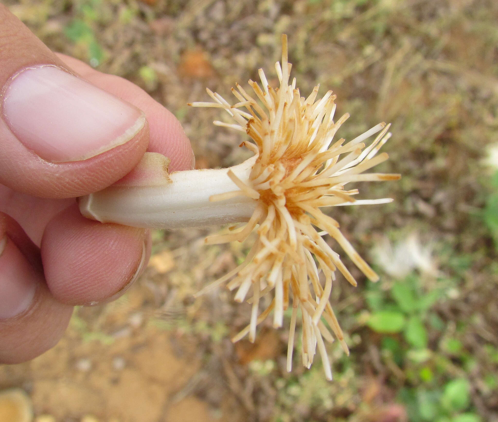 Imagem de Pseudobombax parvifolium Carv.-Sobr. & L. P. Queiroz