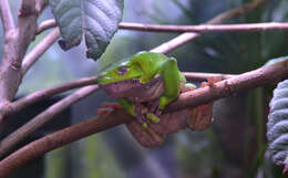 Image of Giant leaf frog