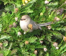 Image of Psaltriparus Bonaparte 1850