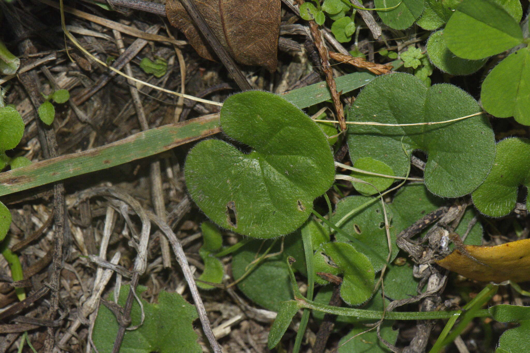 Image of Dichondra repens J. R. Forster & G. Forster