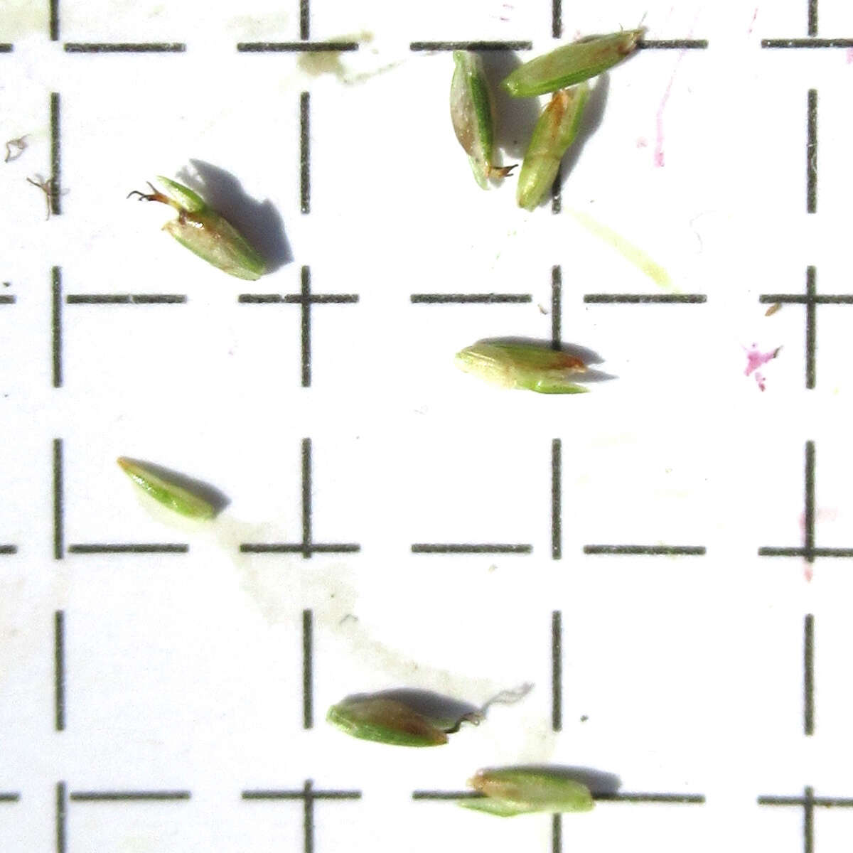 Image of pine barren flatsedge