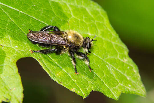 صورة Laphria flavicollis Say 1824