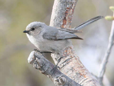 Image of bushtits