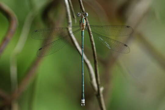 Imagem de Lestes elatus Hagen ex Selys 1862