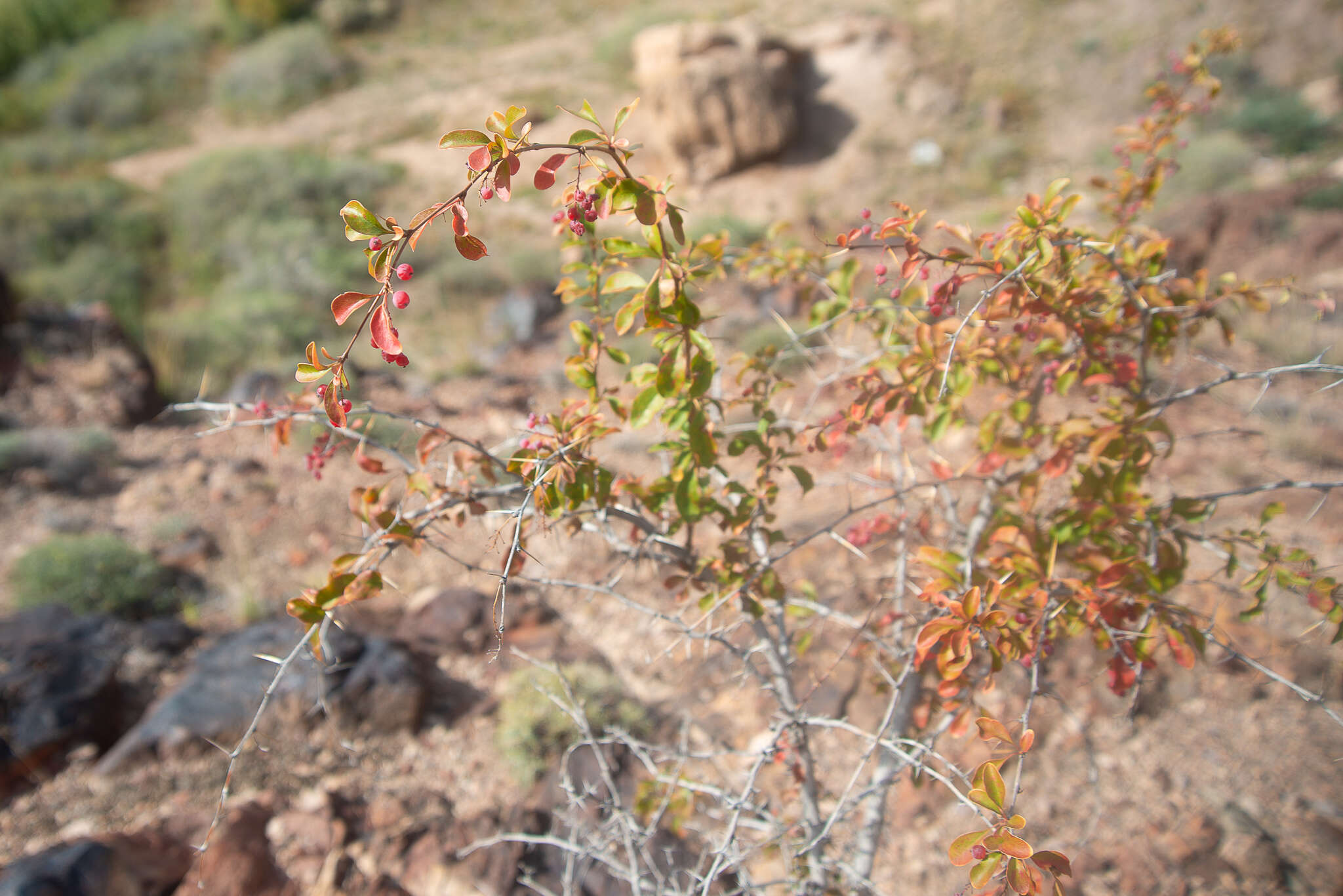 Sivun Berberis nummularia Bunge kuva