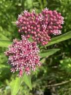 Sivun Asclepias incarnata subsp. pulchra (Ehrh. ex Willd.) Woods. kuva