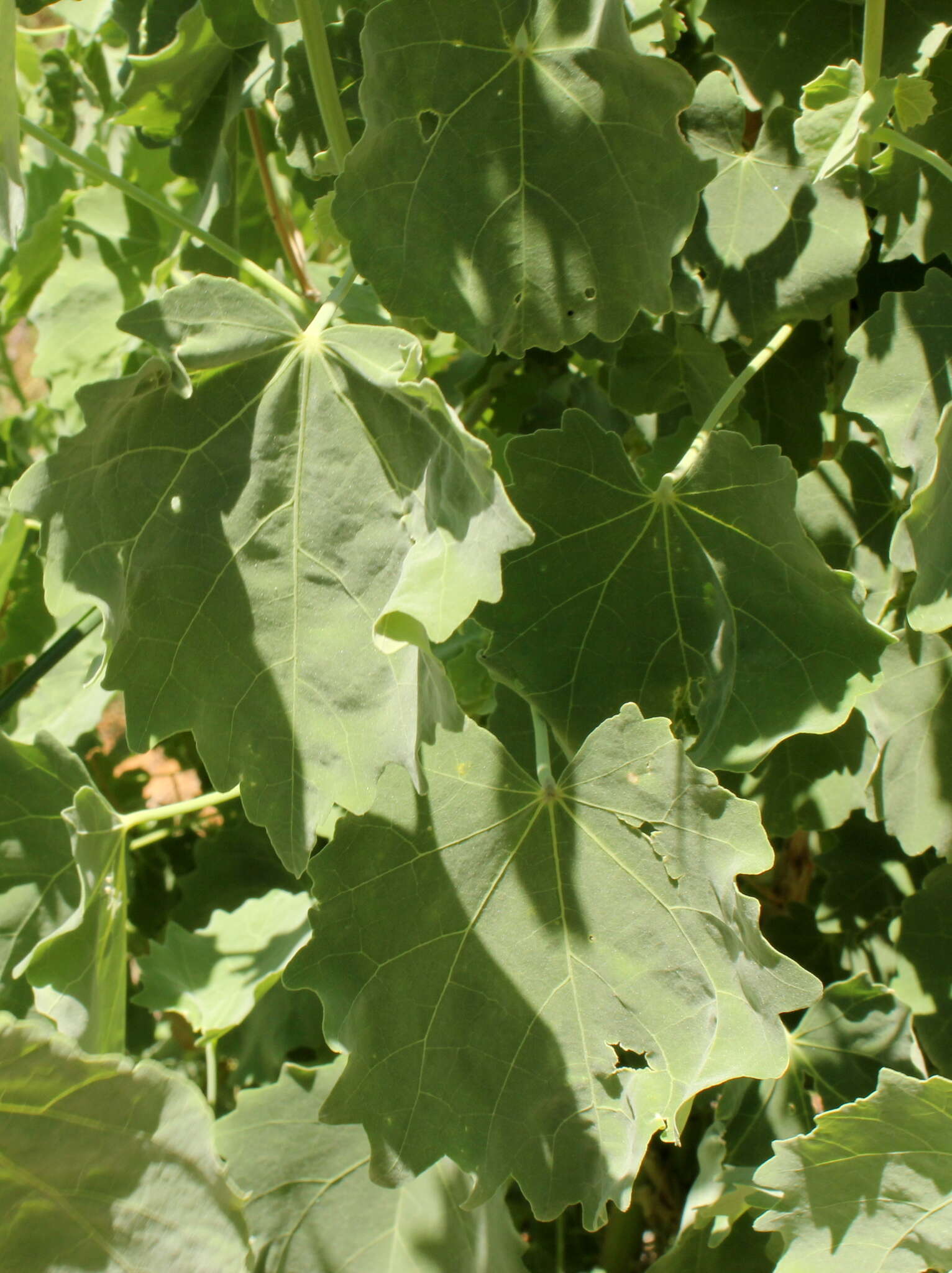 Image of Abutilon pycnodon Hochr.